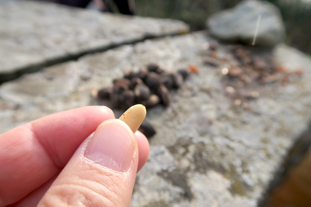 イタリアの松 実はおいしいけど花粉に注意_f0234936_4495096.jpg