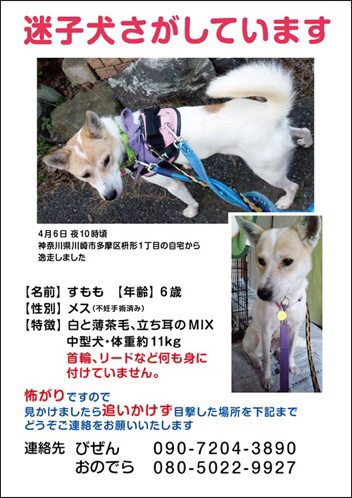 緊急 迷子の犬を探しています 一緒に歩こっ 緊急 迷子の犬を探しています 一緒に歩こっ
