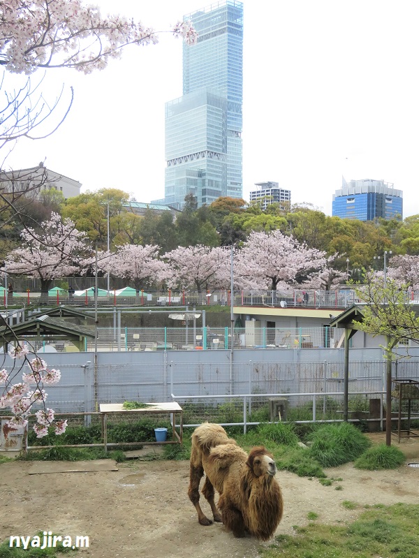 桜_f0002743_1957146.jpg