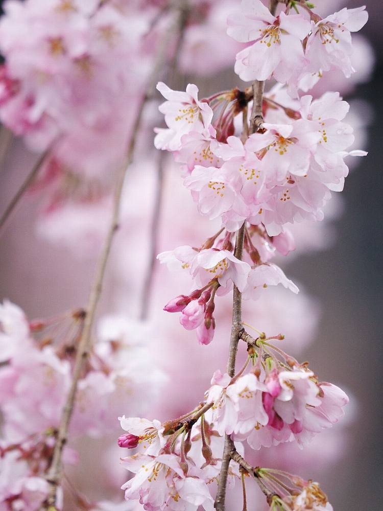 栃木しだれ桜巡り　長福寺　雨編_b0397244_22413979.jpg