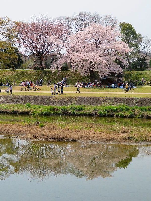 桜咲く賀茂川と半木(なからぎ)の道20190407_e0237645_23432670.jpg