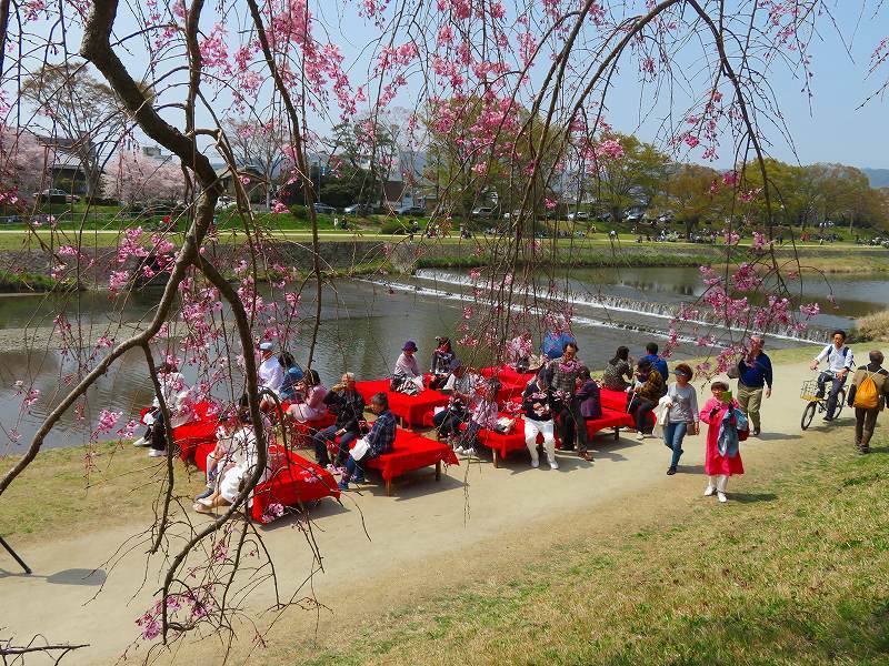 桜咲く賀茂川と半木(なからぎ)の道20190407_e0237645_23432681.jpg