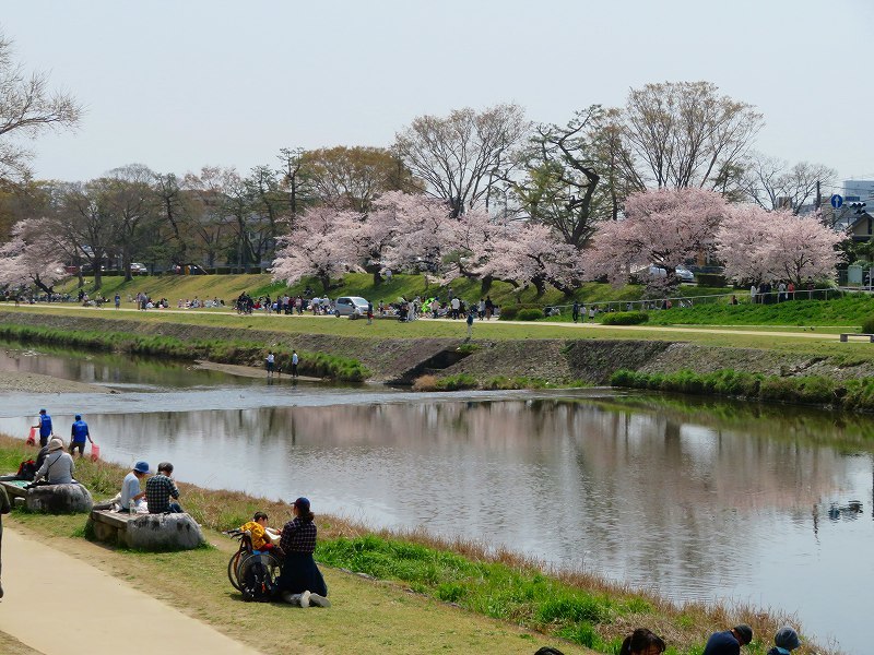 桜咲く賀茂川と半木(なからぎ)の道20190407_e0237645_23432689.jpg