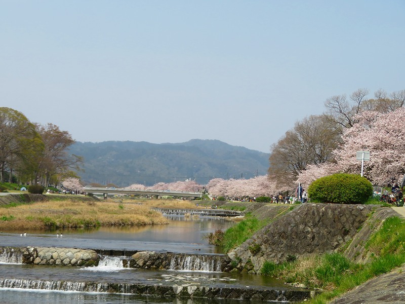 桜咲く賀茂川と半木(なからぎ)の道20190407_e0237645_23432699.jpg