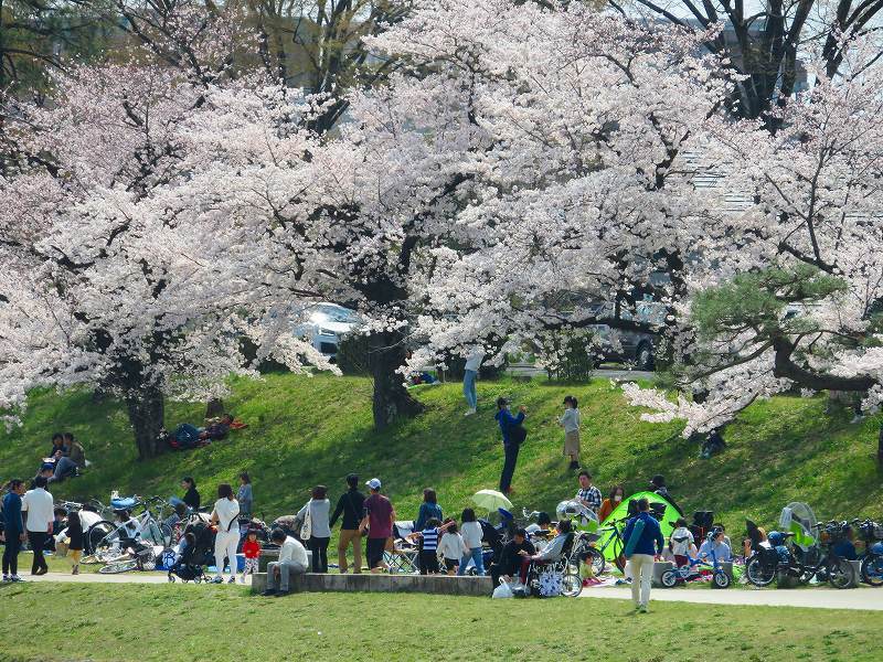桜咲く賀茂川と半木(なからぎ)の道20190407_e0237645_23450418.jpg