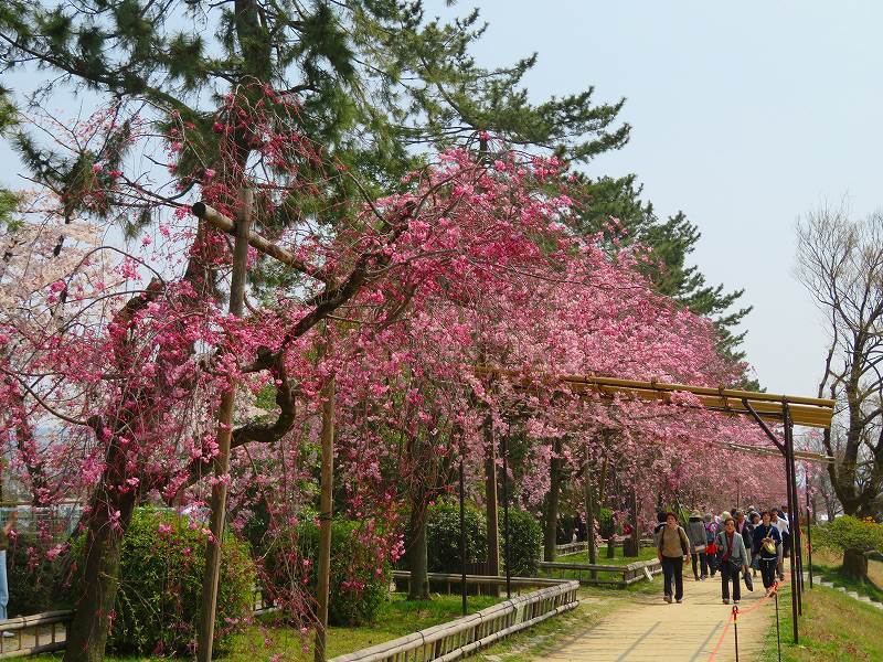 桜咲く賀茂川と半木(なからぎ)の道20190407_e0237645_23450448.jpg