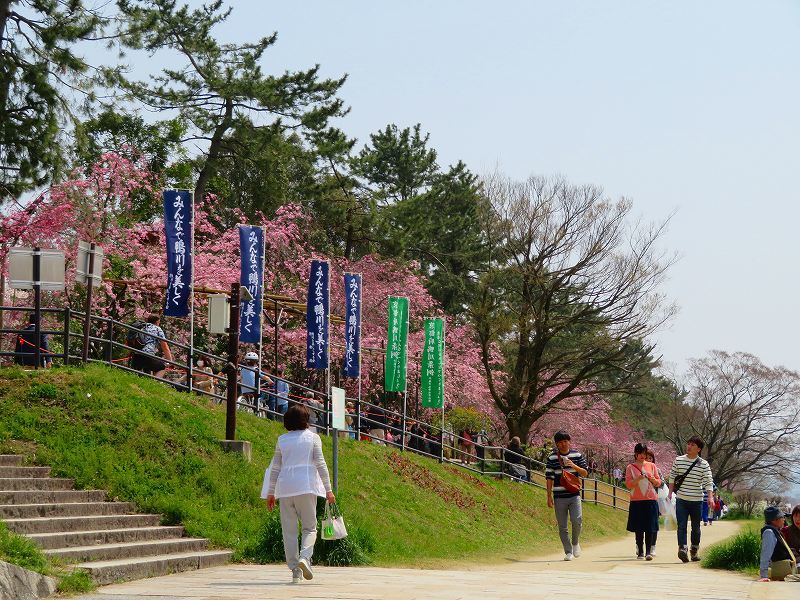 桜咲く賀茂川と半木(なからぎ)の道20190407_e0237645_23450476.jpg