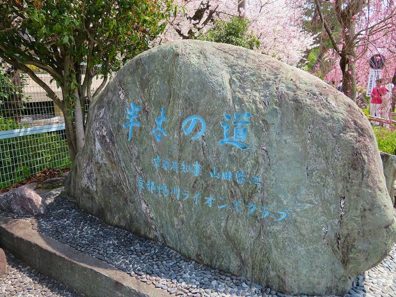 桜咲く賀茂川と半木(なからぎ)の道20190407_e0237645_23450525.jpg