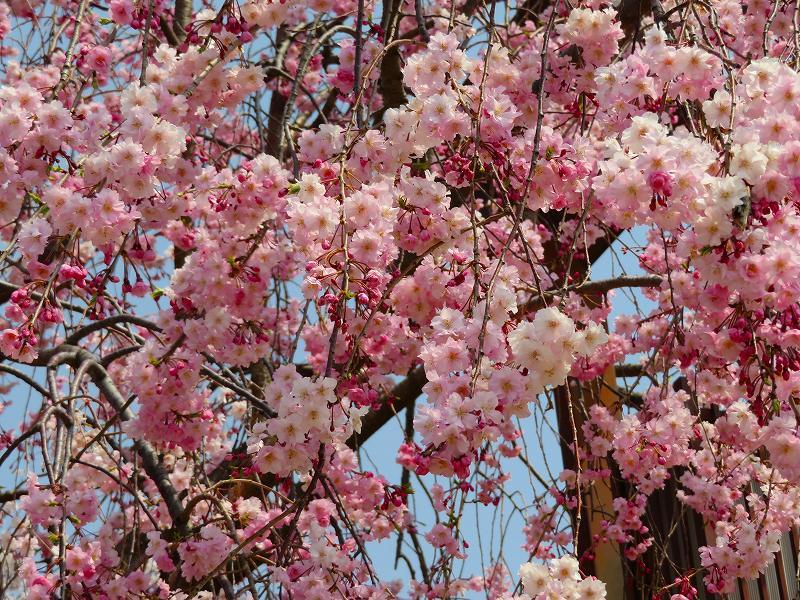 桜咲く賀茂川と半木(なからぎ)の道20190407_e0237645_23450537.jpg