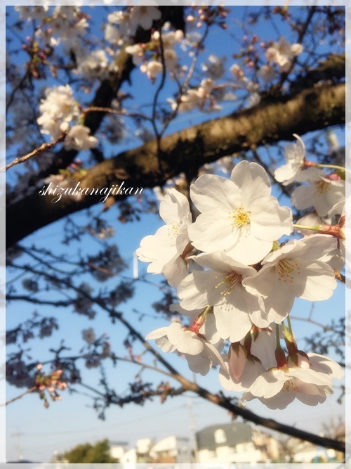 桜・さくら・サクラ・・・_a0341548_22460937.jpg
