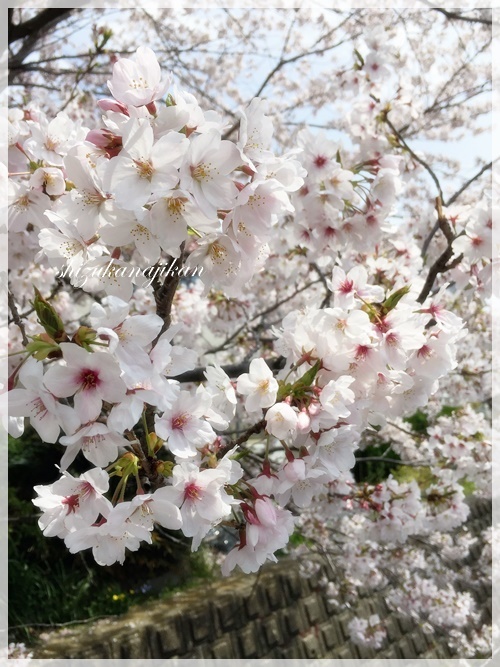 桜・さくら・サクラ・・・_a0341548_22461953.jpg