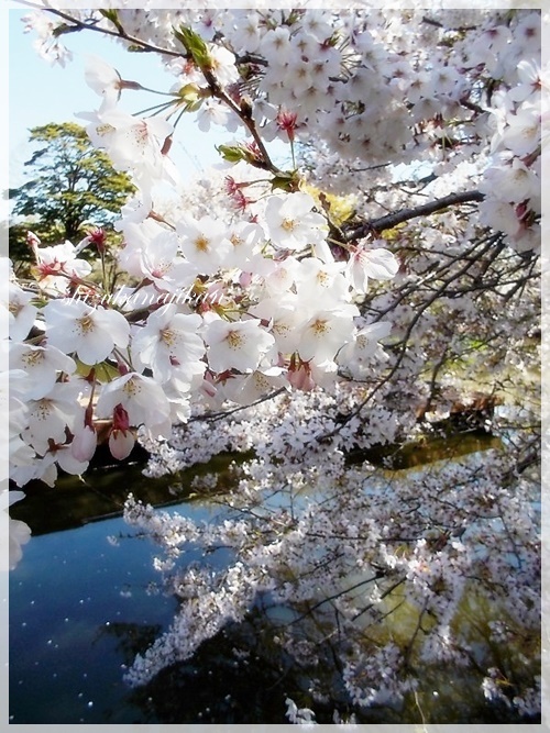 桜・さくら・サクラ・・・_a0341548_22462653.jpg