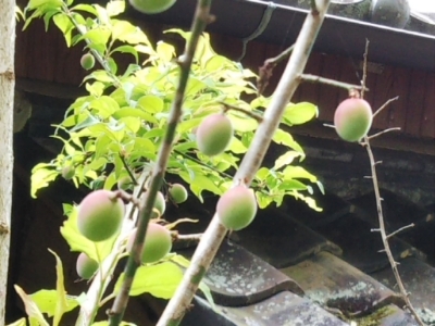 c0330749_21303266.jpg