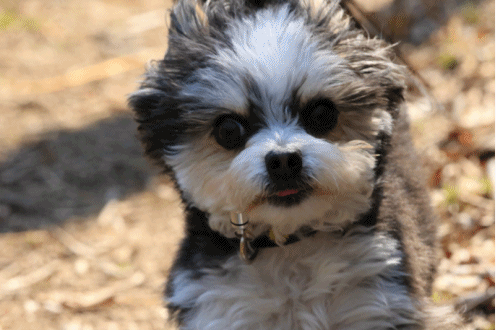 c0145250_09223728.gif