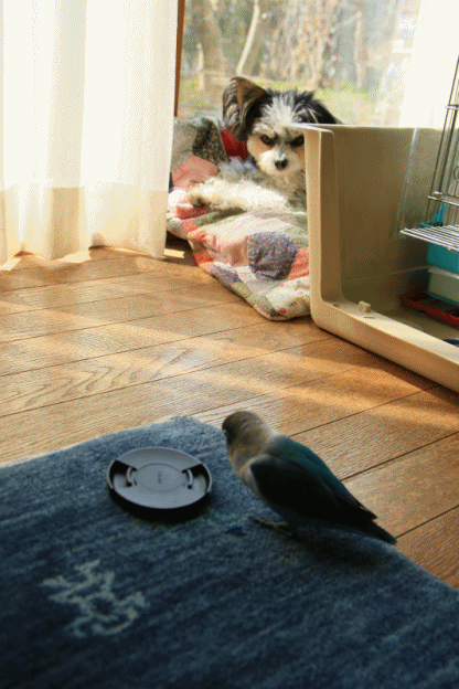 c0145250_15340035.gif
