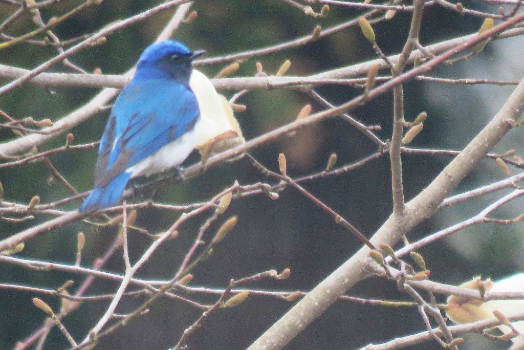 野鳥トレ 157 オオルリ_b0227552_20232364.jpg