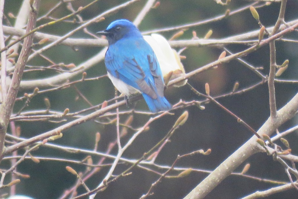 野鳥トレ 157 オオルリ_b0227552_20233546.jpg