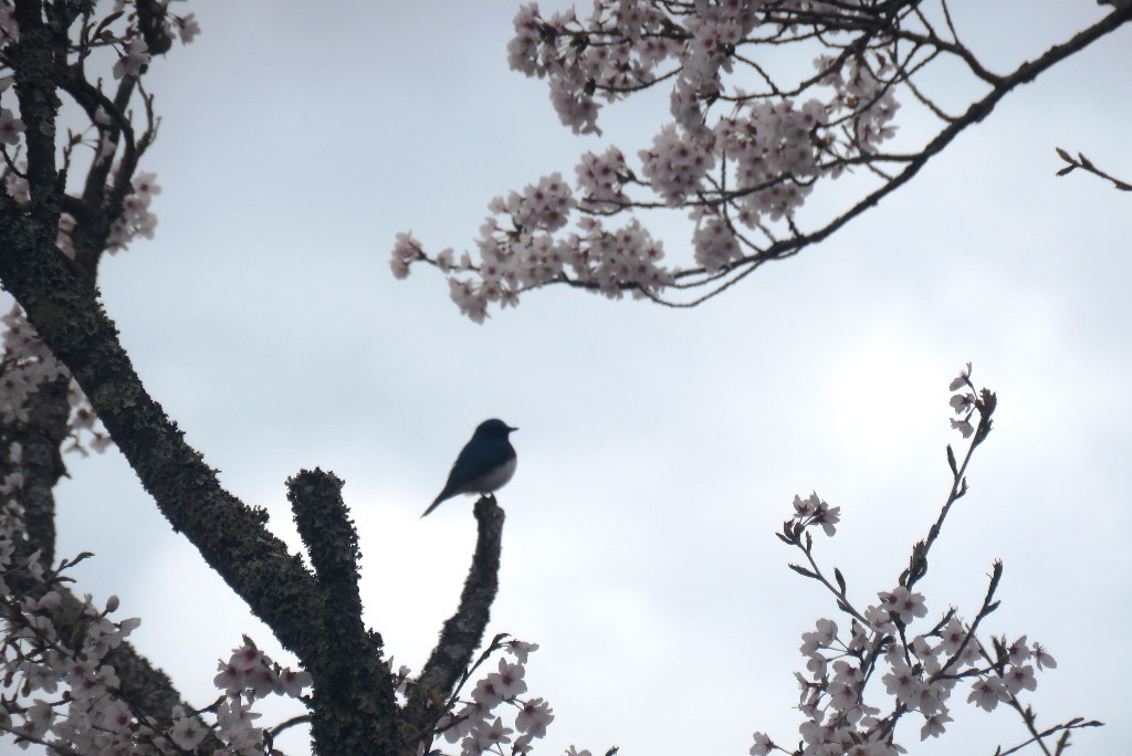 野鳥トレ 157 オオルリ_b0227552_20234653.jpg