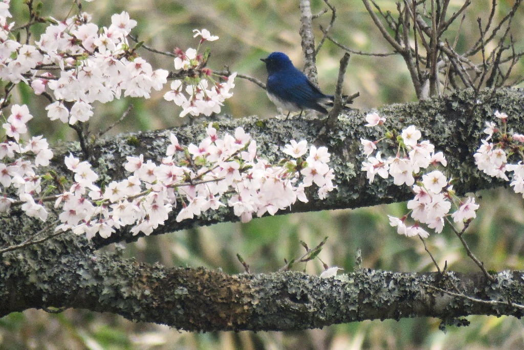 野鳥トレ 157 オオルリ_b0227552_20235705.jpg