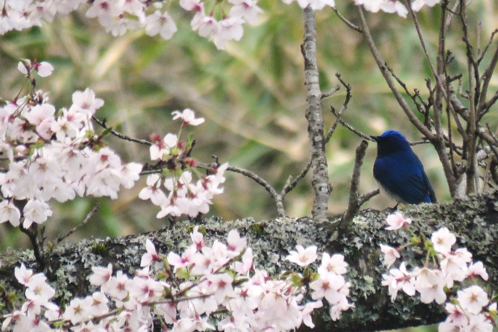 野鳥トレ 157 オオルリ_b0227552_20240917.jpg