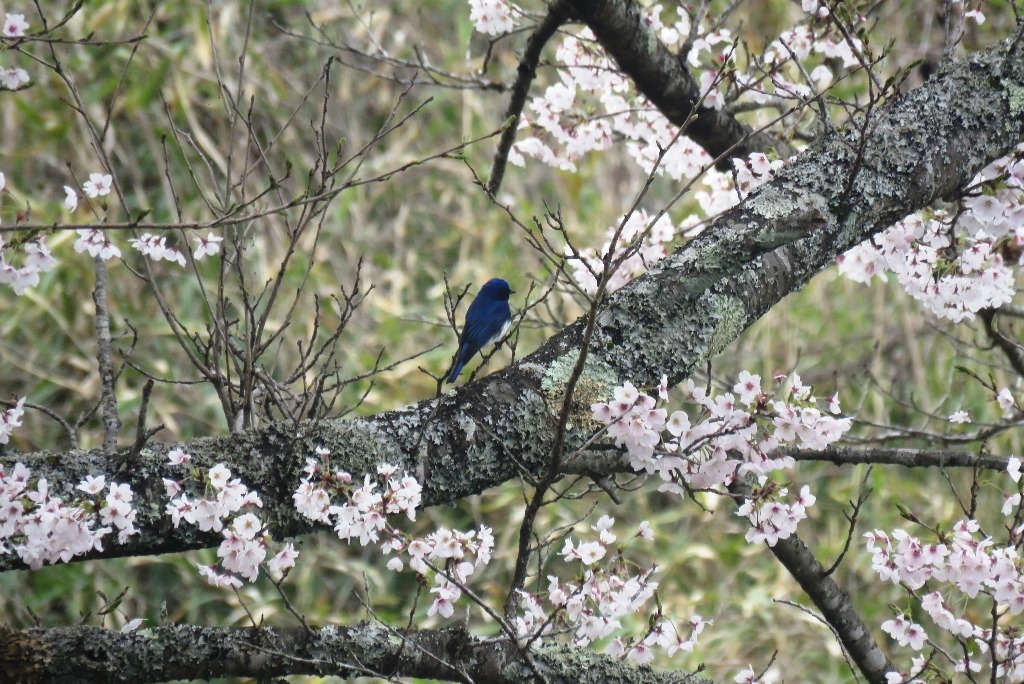 野鳥トレ 157 オオルリ_b0227552_20242137.jpg
