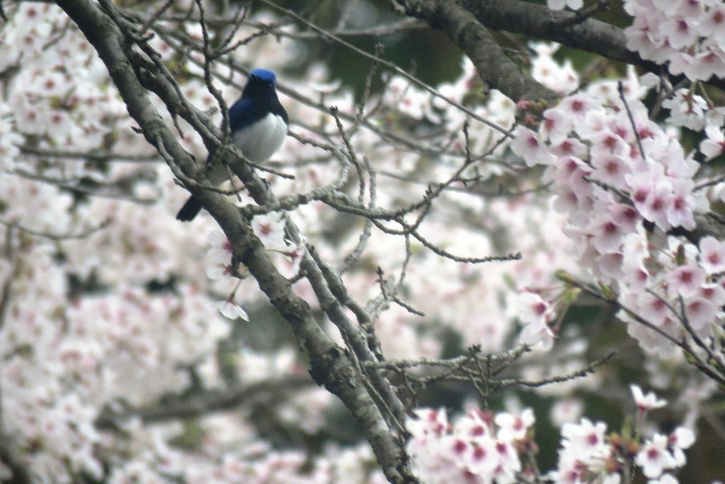 野鳥トレ 157 オオルリ_b0227552_20243268.jpg