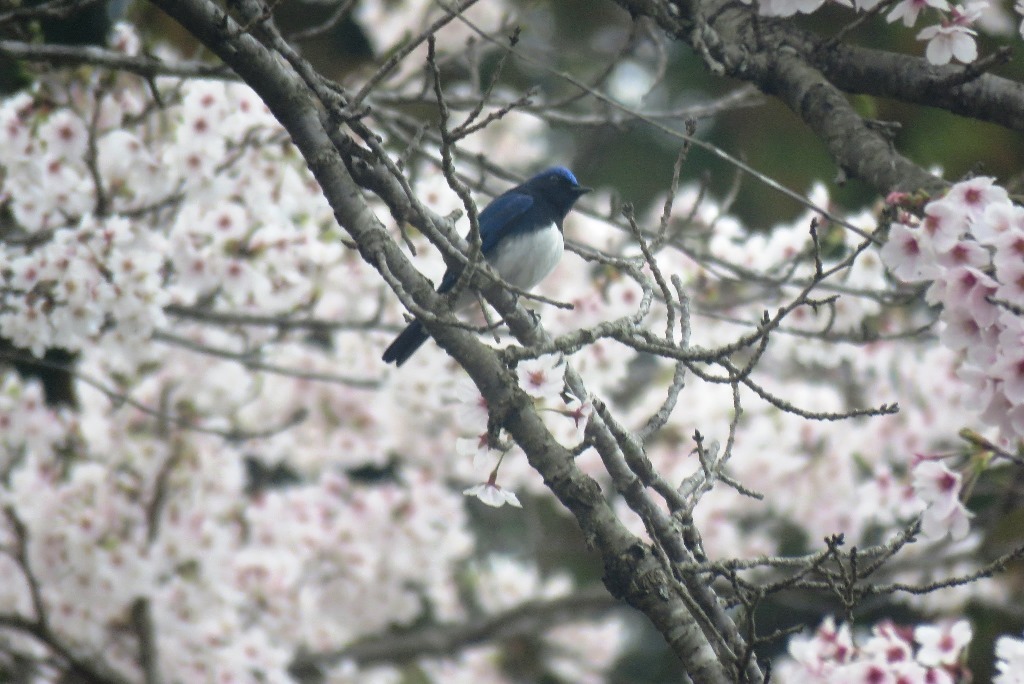 野鳥トレ 157 オオルリ_b0227552_20244412.jpg