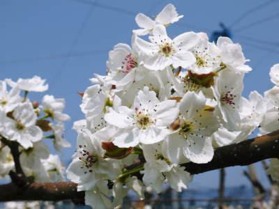 熊本梨 岩永農園 咲き誇る梨の花とミツバチによる交配(受粉)2019_a0254656_16481671.jpg