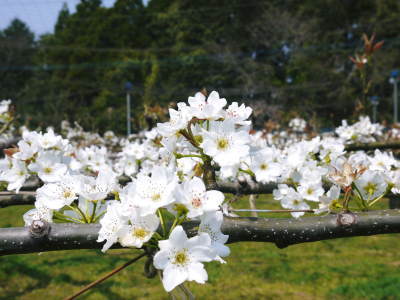 熊本梨 岩永農園 咲き誇る梨の花とミツバチによる交配(受粉)2019_a0254656_16554842.jpg