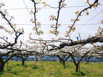 熊本梨 岩永農園 咲き誇る梨の花とミツバチによる交配(受粉)2019_a0254656_16584634.jpg