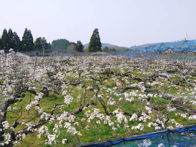 熊本梨 岩永農園 咲き誇る梨の花とミツバチによる交配(受粉)2019_a0254656_17005431.jpg