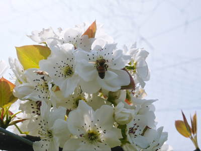 熊本梨 岩永農園 咲き誇る梨の花とミツバチによる交配(受粉)2019_a0254656_17283331.jpg