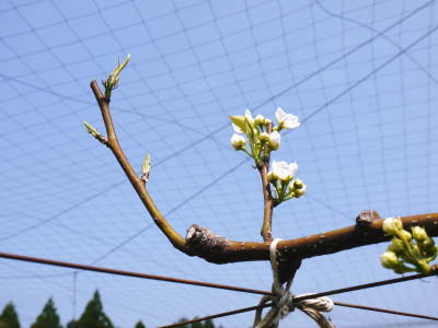 熊本梨 岩永農園 咲き誇る梨の花とミツバチによる交配(受粉)2019_a0254656_17382803.jpg