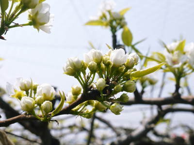 熊本梨 岩永農園 咲き誇る梨の花とミツバチによる交配(受粉)2019_a0254656_17573911.jpg