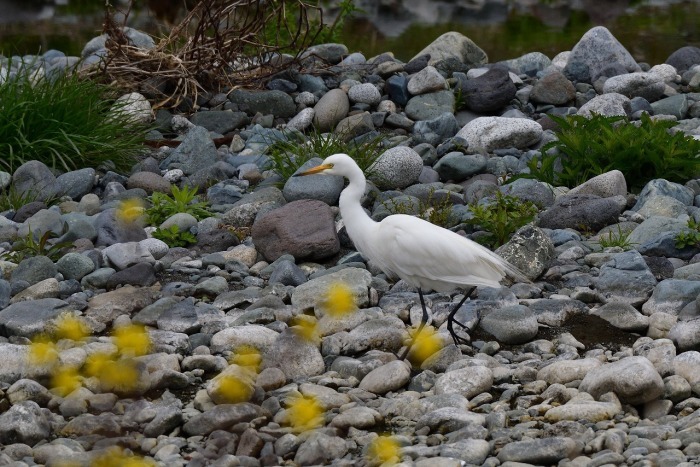 2019.04.12　酒匂川_f0227157_19294224.jpg