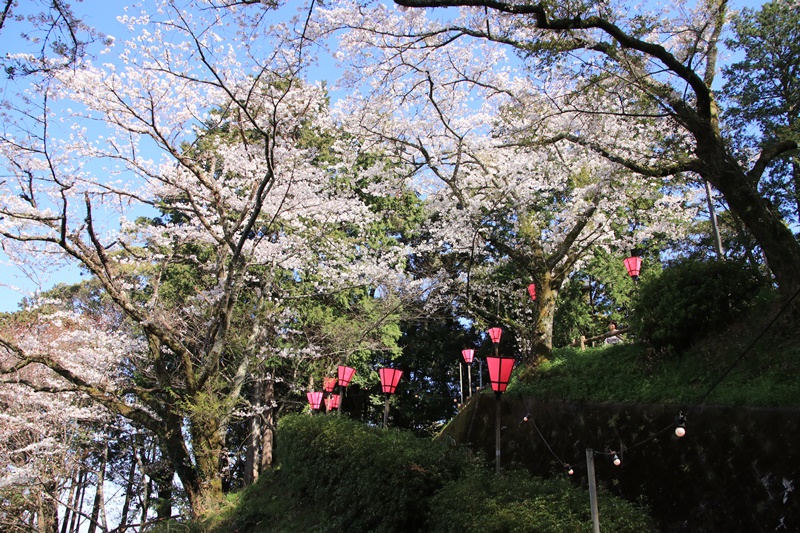 金比羅山緑地公園の桜♪_a0167759_0533595.jpg