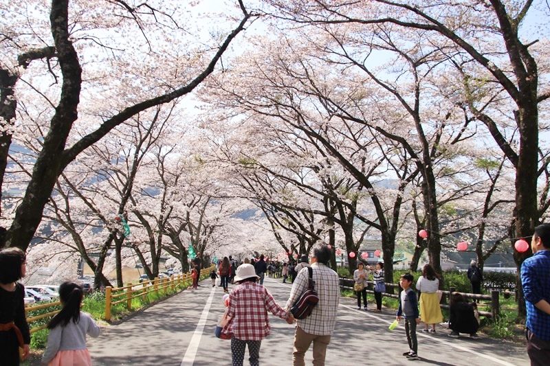 家山の桜 Happy Cafe Vol 2