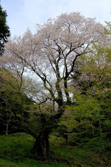 岩国のまぼろしの1本桜 (向畑の左近桜)2019年_e0410863_10254631.jpg