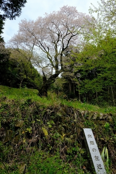 岩国のまぼろしの1本桜 (向畑の左近桜)2019年_e0410863_10260136.jpg
