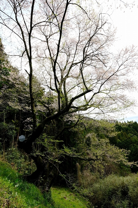 岩国のまぼろしの1本桜 (向畑の左近桜)2019年_e0410863_10274717.jpg