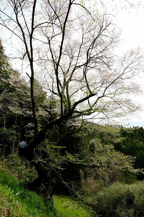 岩国のまぼろしの１本桜　（向畑の左近桜）2019年_e0410863_10274717.jpg