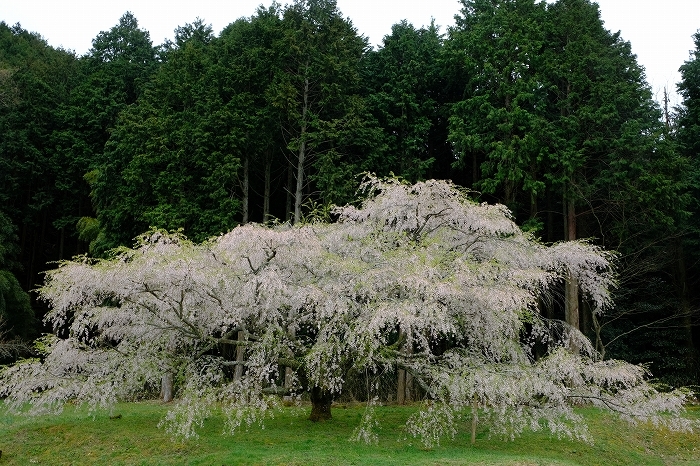 岩国のまぼろしの1本桜 (向畑の左近桜)2019年_e0410863_10282464.jpg