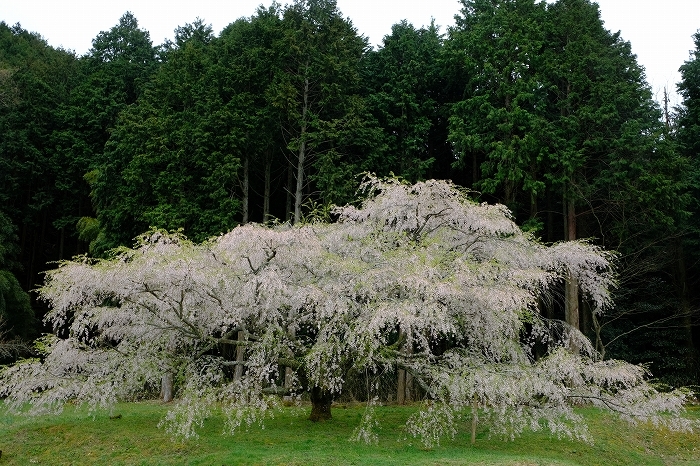 岩国のまぼろしの１本桜　（向畑の左近桜）2019年_e0410863_10282464.jpg