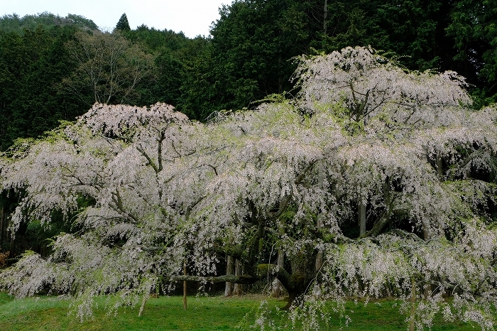 岩国のまぼろしの1本桜 (向畑の左近桜)2019年_e0410863_10283503.jpg