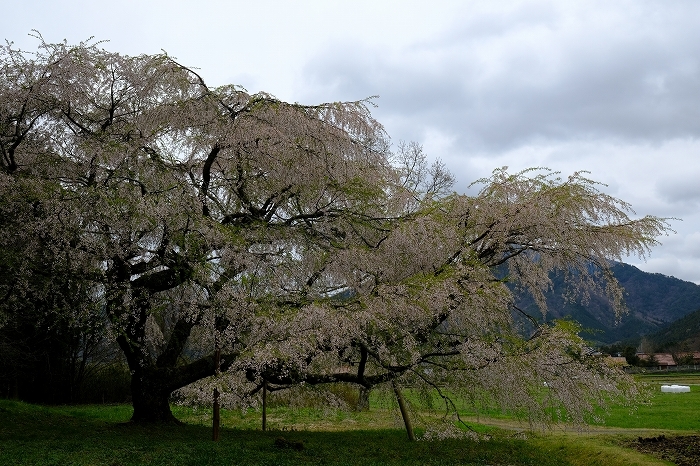 岩国のまぼろしの１本桜　（向畑の左近桜）2019年_e0410863_10284452.jpg