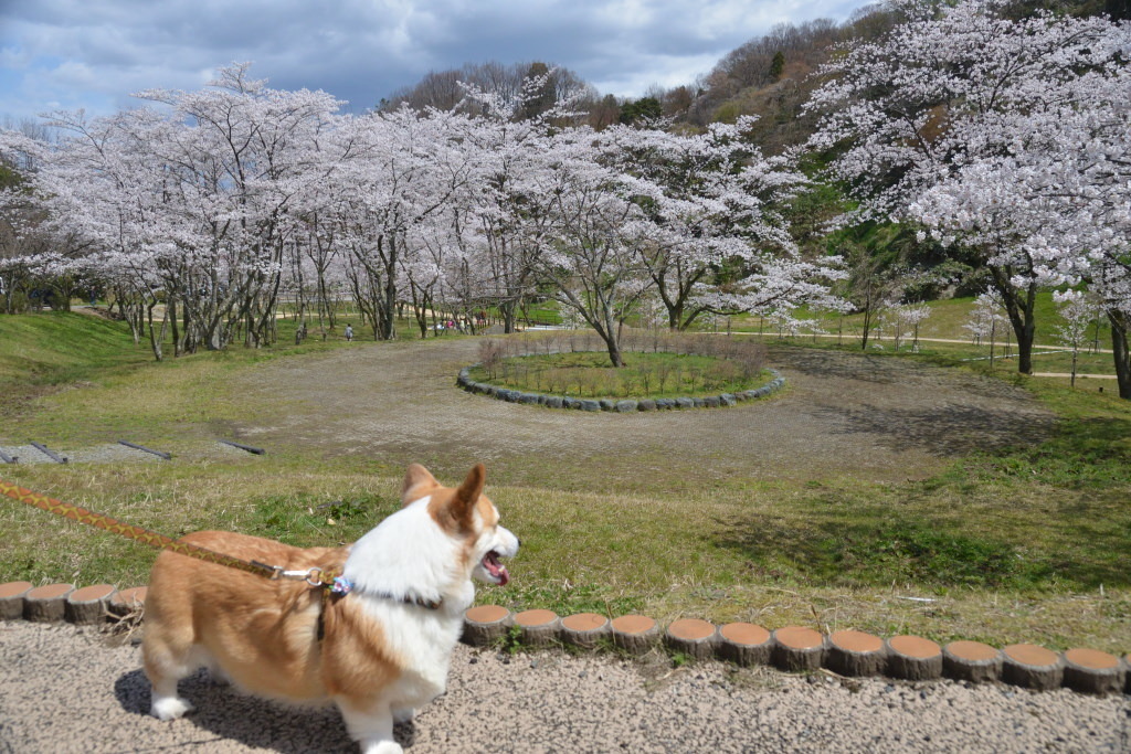 卯辰山公園四百年の森 2019_f0393670_22113414.jpg