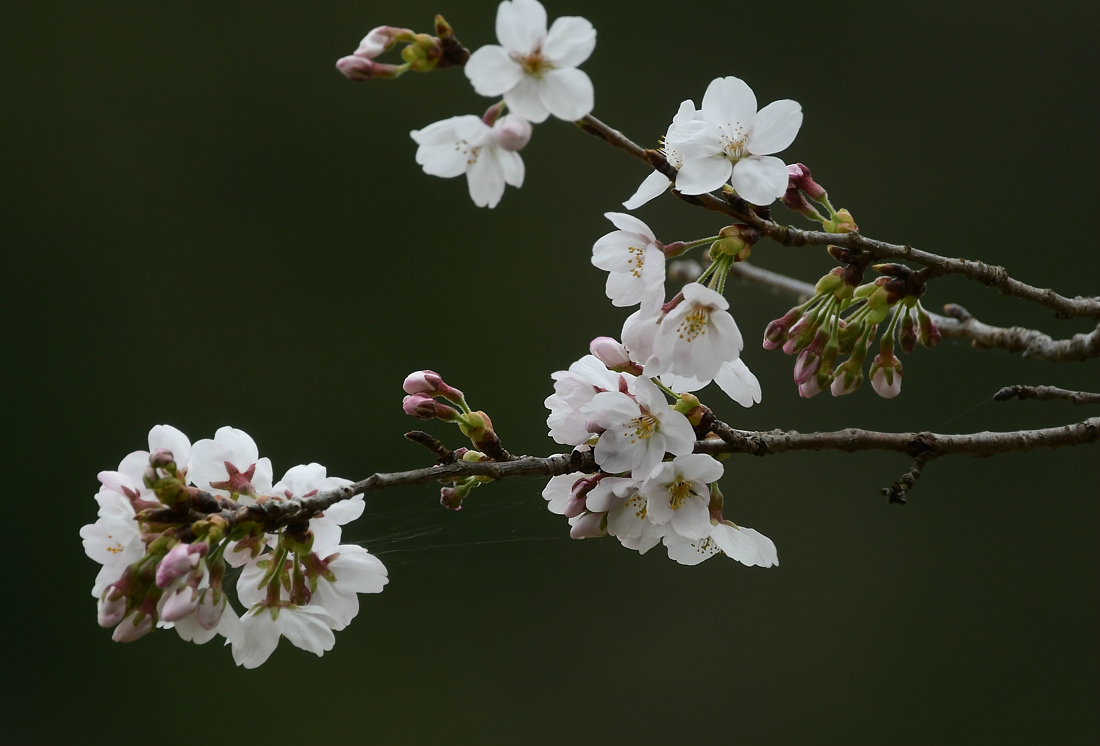 桜の中で ホーホケキョ 花_f0053272_23214883.jpg