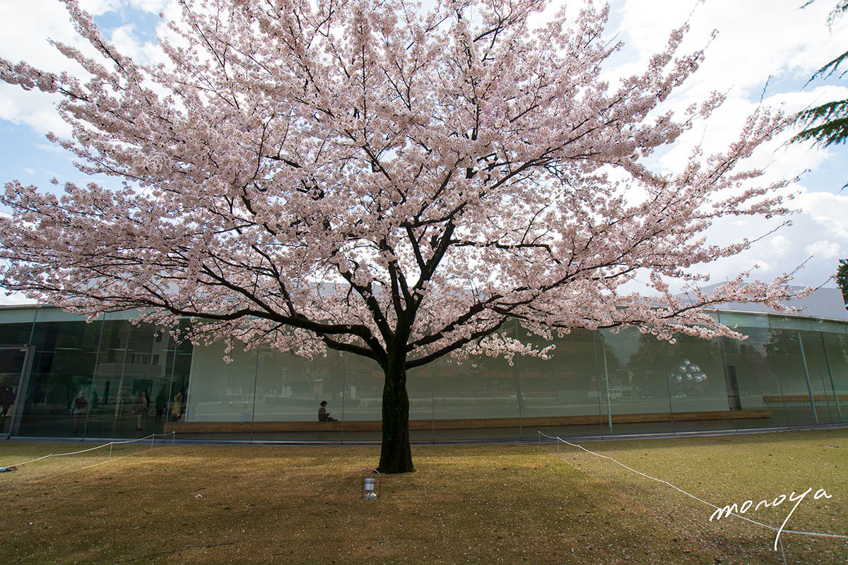 金沢２１世紀美術館の桜 風景 Photo
