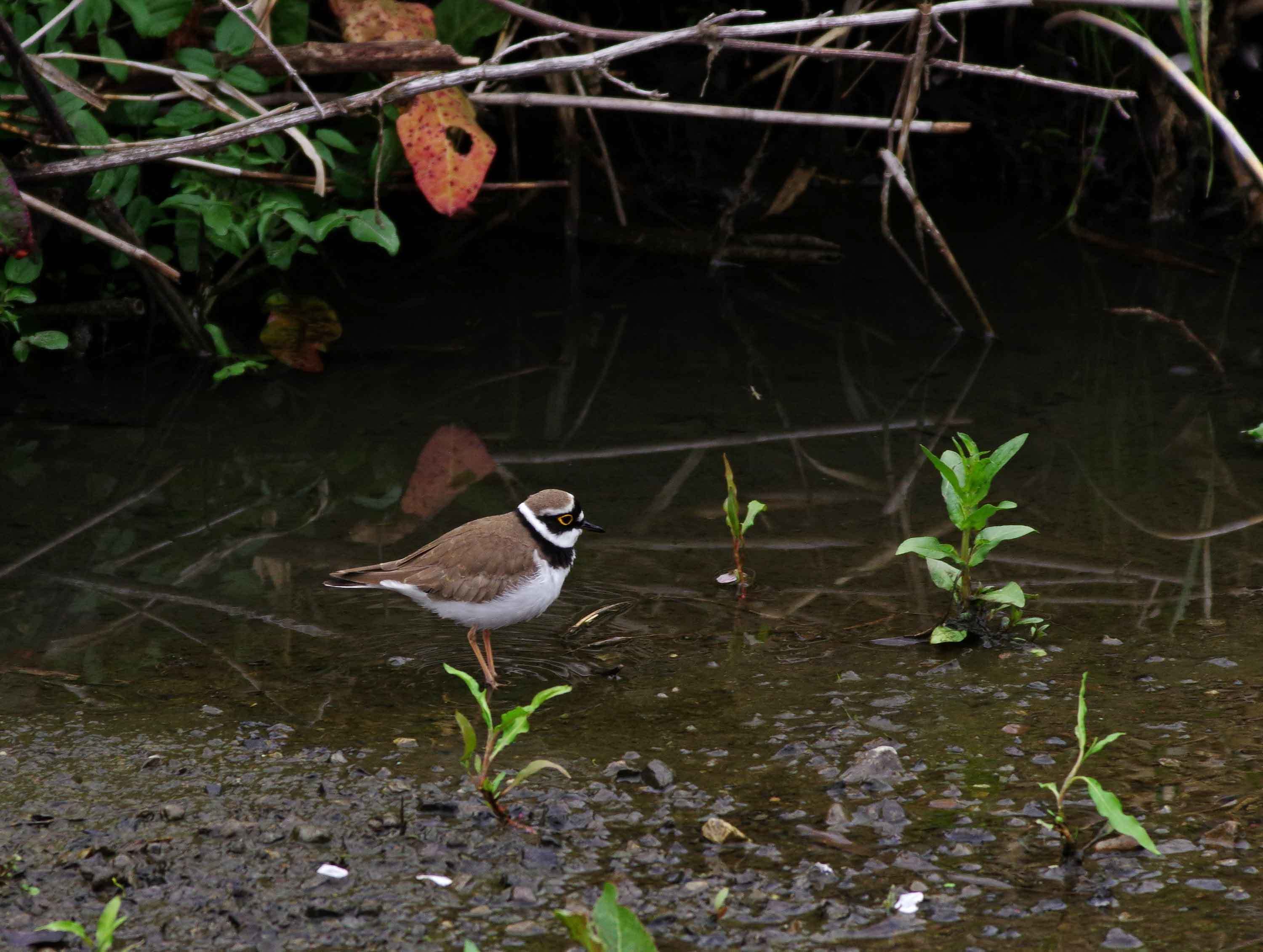 2019年　4月　　野鳥_c0176183_08373779.jpg