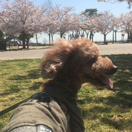 お花見&#127800;_d0178587_19281283.jpeg